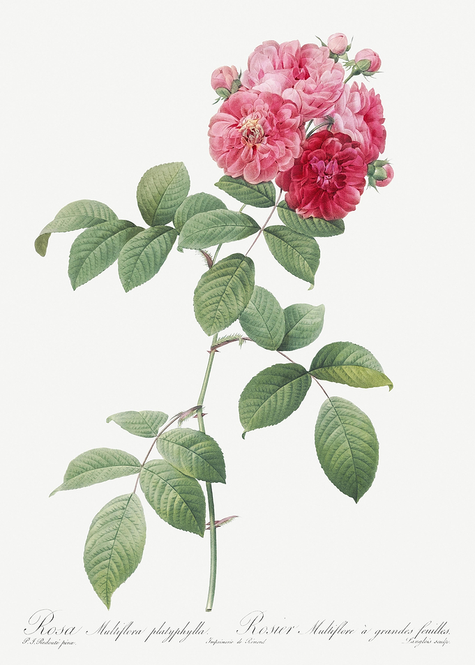 Seven Sisters Rose In Bloo