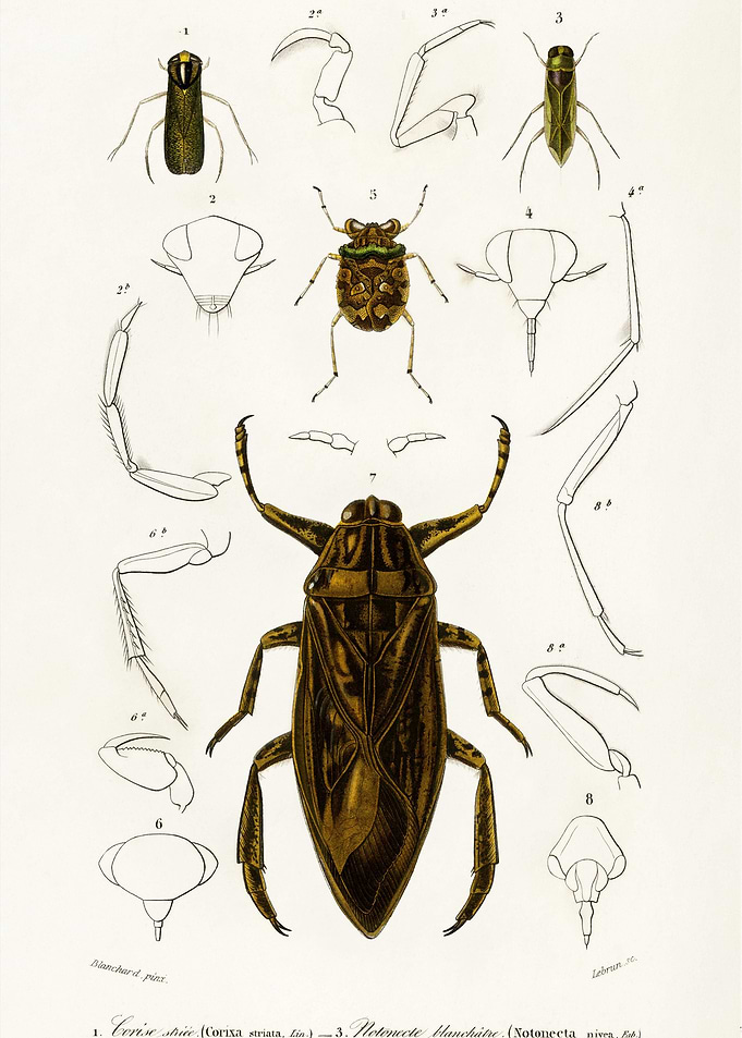 Different Types Of Insects