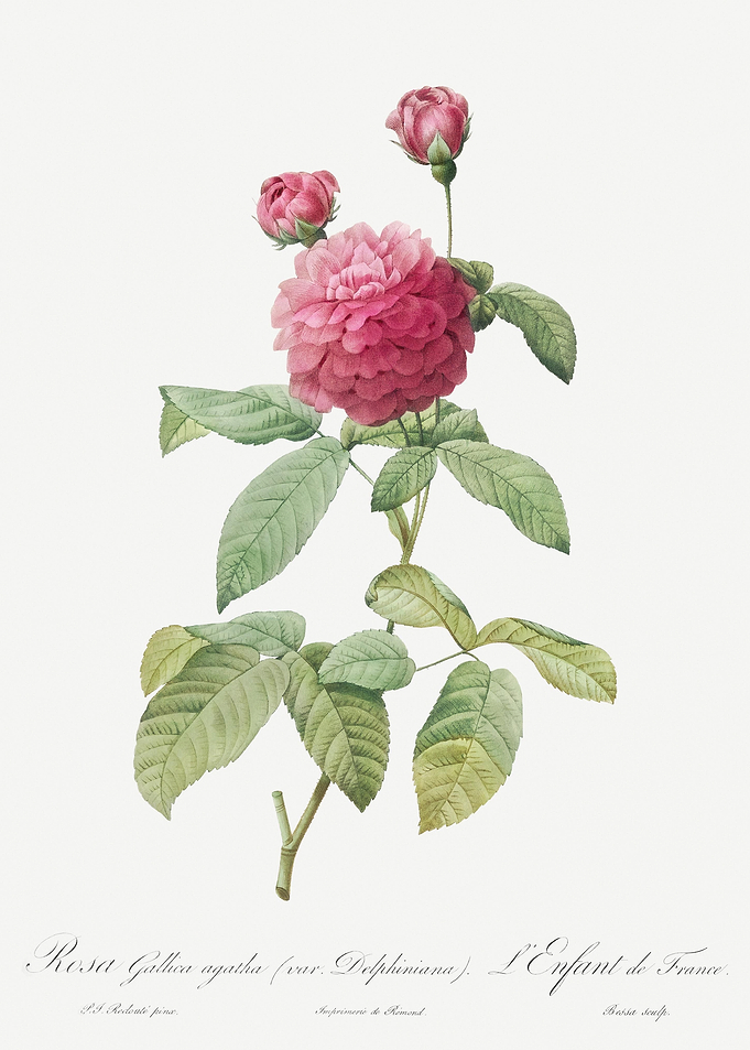 Agatha Rose In Bloom
