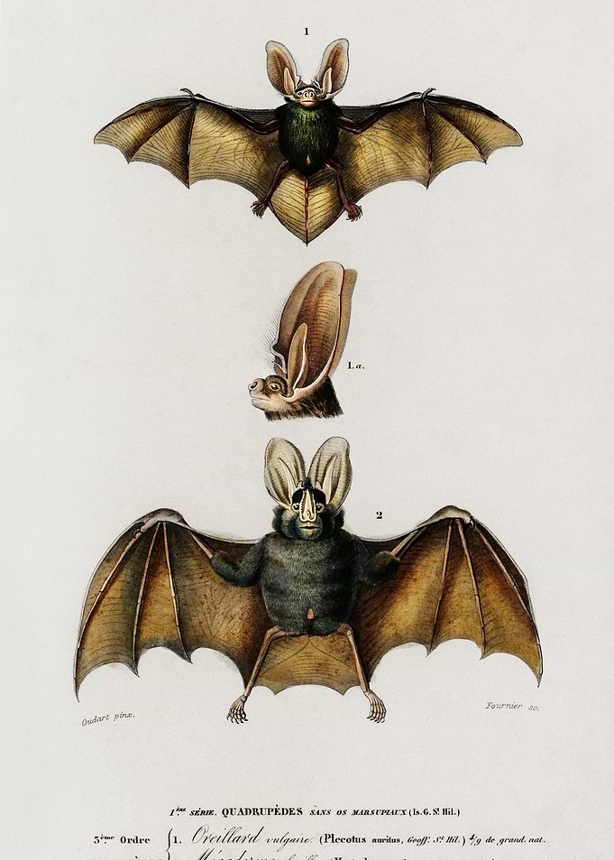 Plecotus Illustrated By Ch