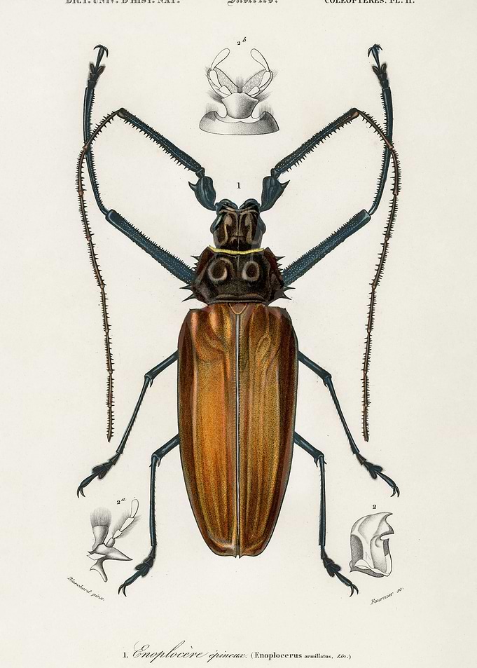 Enoplocerus Armillatus Ill
