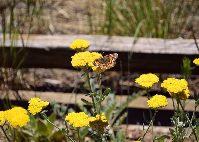 Butterfly 8