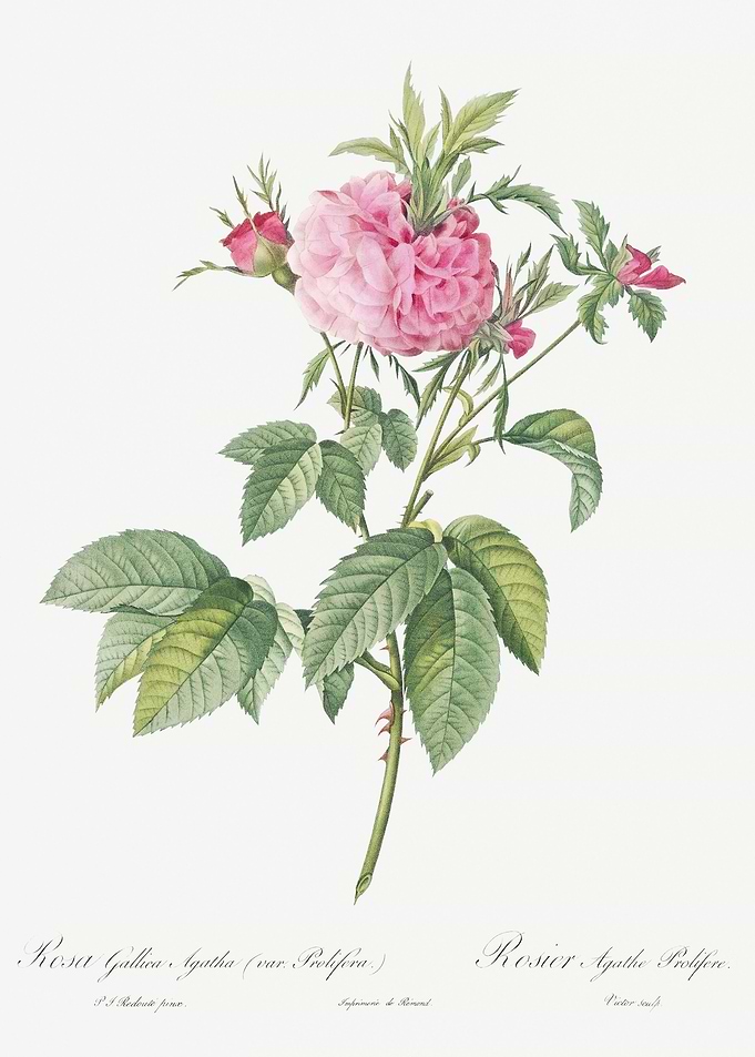 Pink Agatha Rose