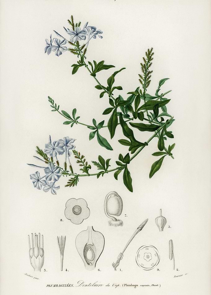 Plumbago Capensis Illustra