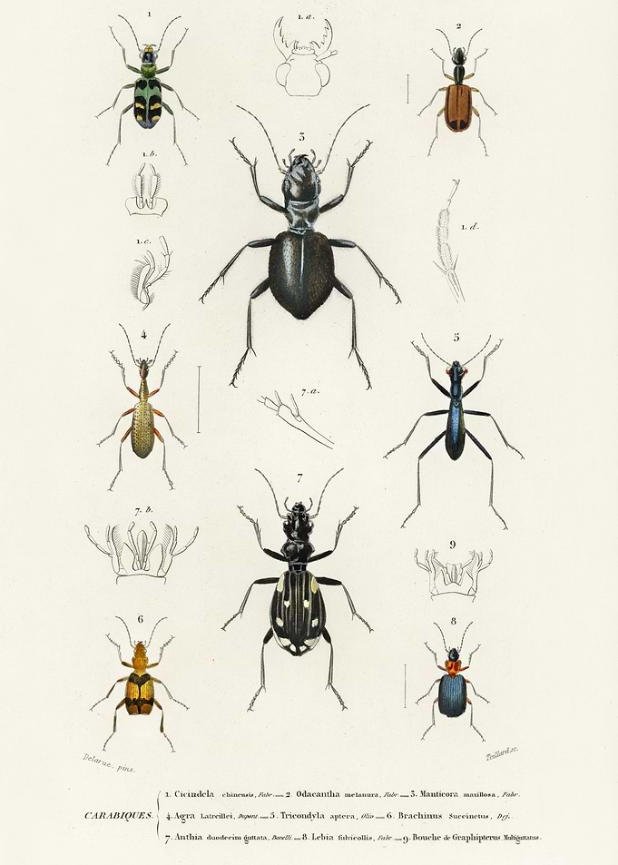 Different Types Of Beetles