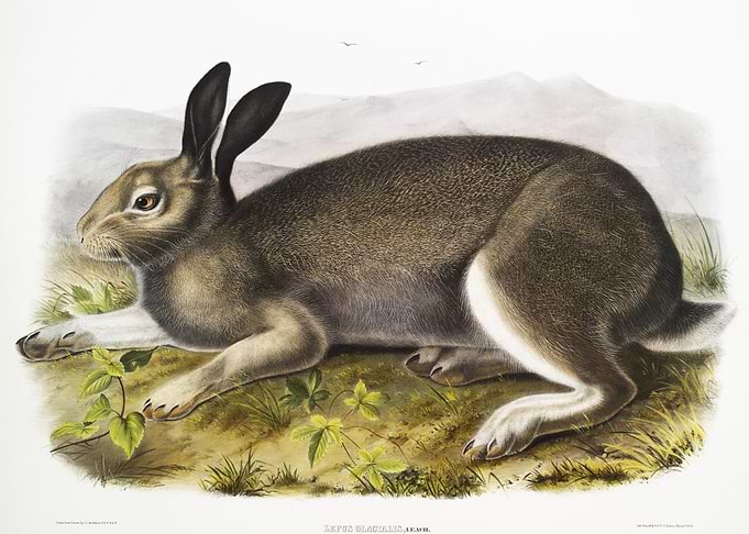 Polar Hare Lepus Glacialis