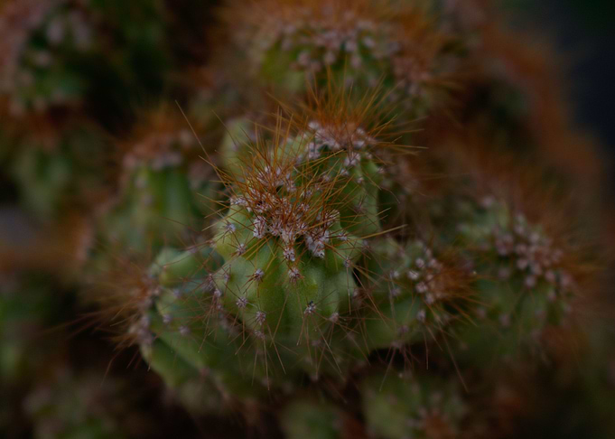 Cactus