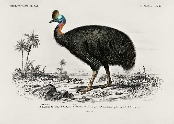 Casoar Casque Bird