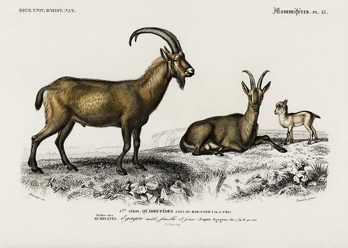 Wild Goat Capra Agagrus Il