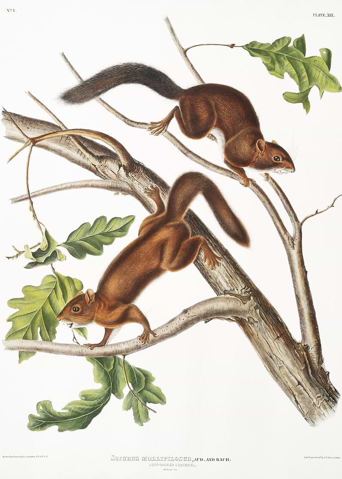 SoftHaired Squirrel Sciuru