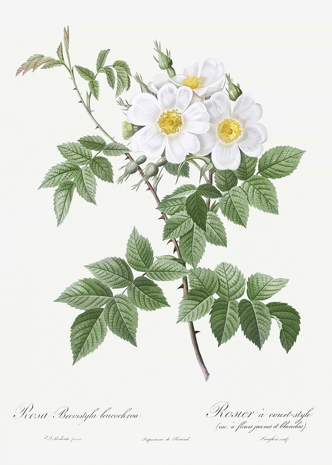 Blooming White Rosebush