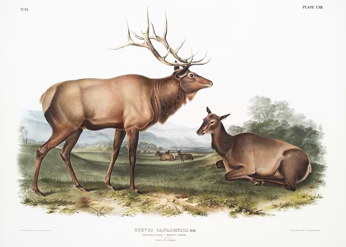 American Elk Cervus Canade