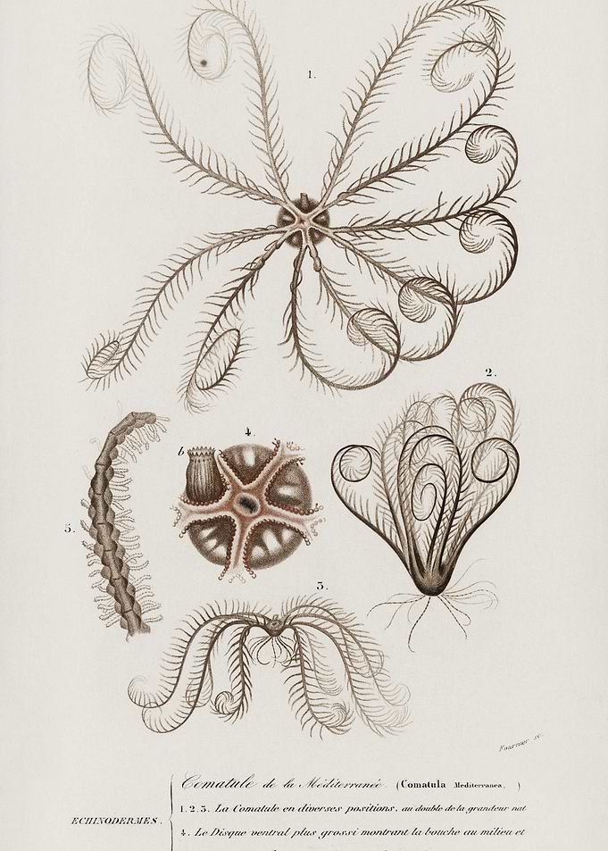 Comatula Mediterranea Illu
