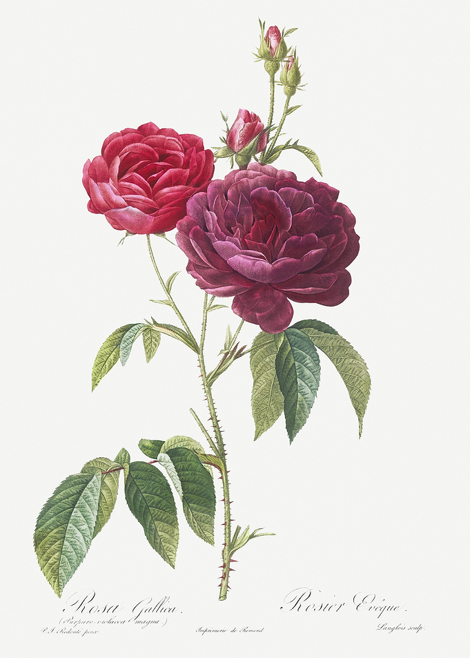 Blooming Purple Roses