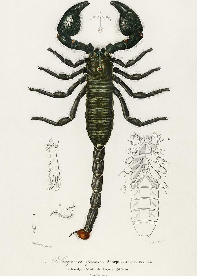 The Emperor Scorpion Buthu
