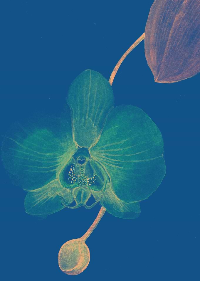 blue Orchid flower