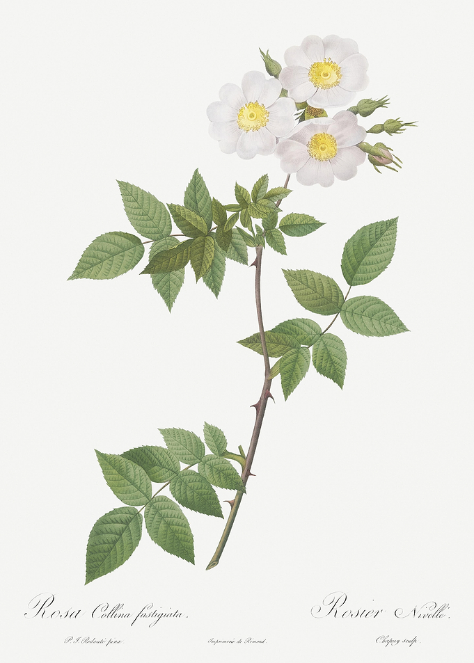 White Rosa Collina Rose