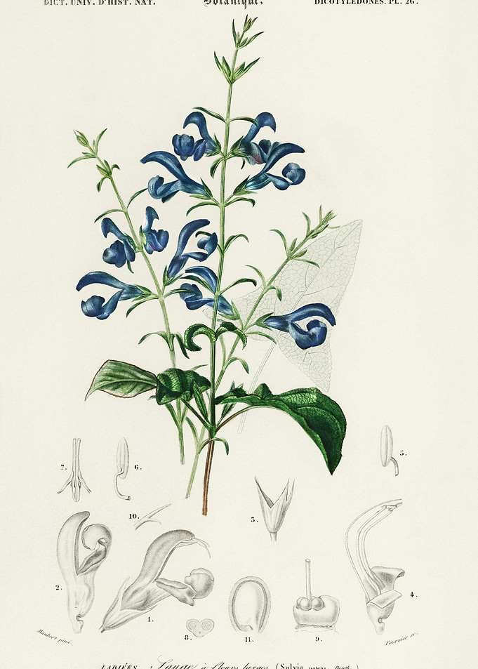 Salvia Patens Illustrated