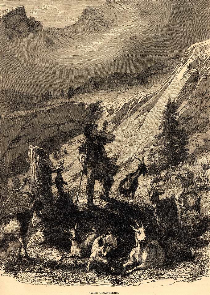 Swiss Goat Herd