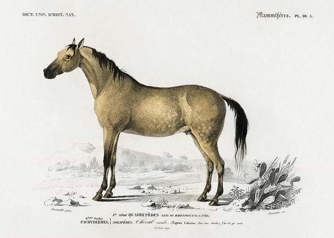 Horse Equus Ferus Caballus