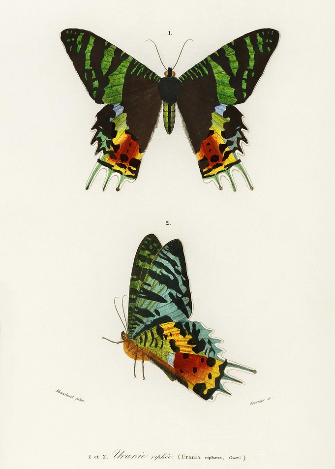 Madagascan Sunset Moth Ura