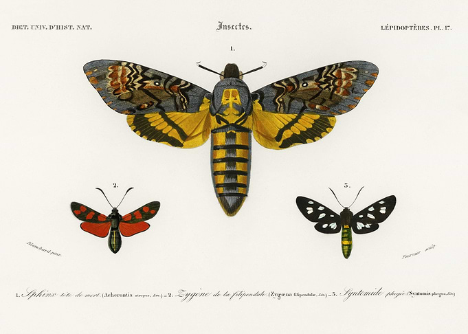 Collection Of Moths Illust