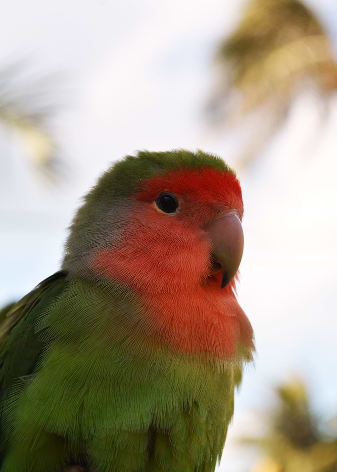 Parrot 8