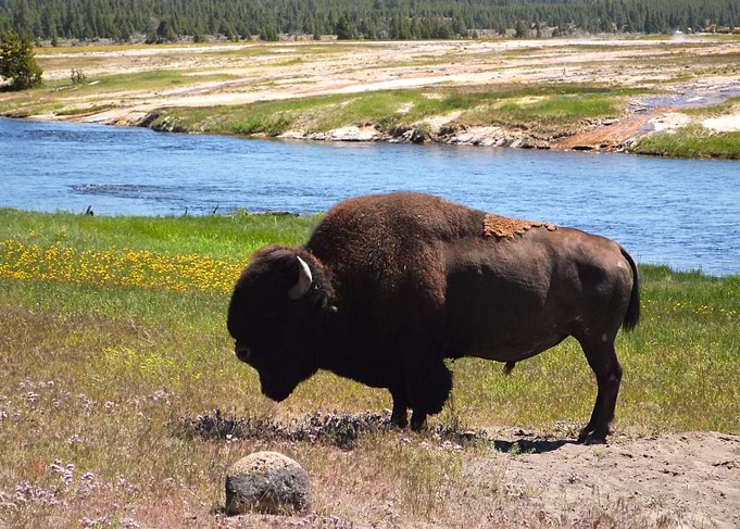 Buffalo