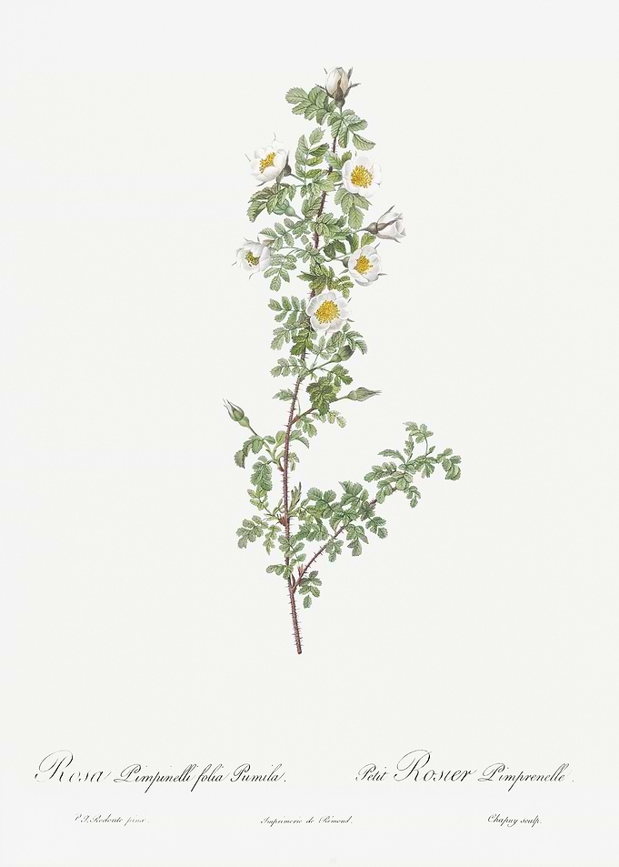 White Burnet Roses