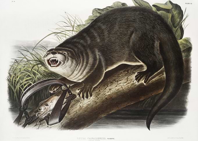 Canada Otter Lutra Canaden