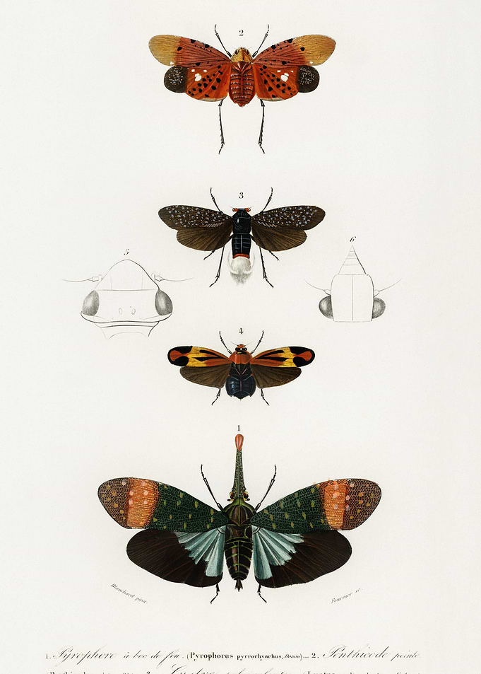 Collection Of Moths Illust