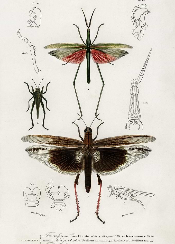 Different Types Of Bugs Il