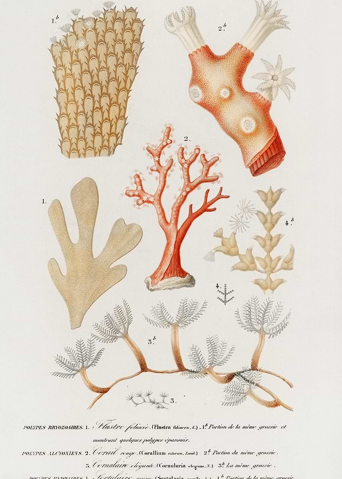 Different Types Of Corals