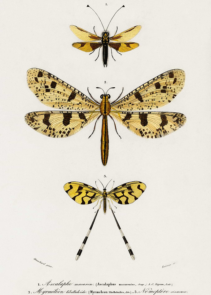 Collection Of Insects Illu
