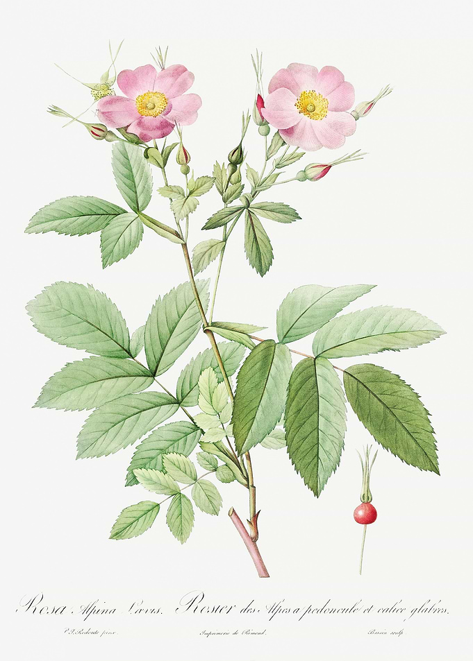 Pink Alpine Roses