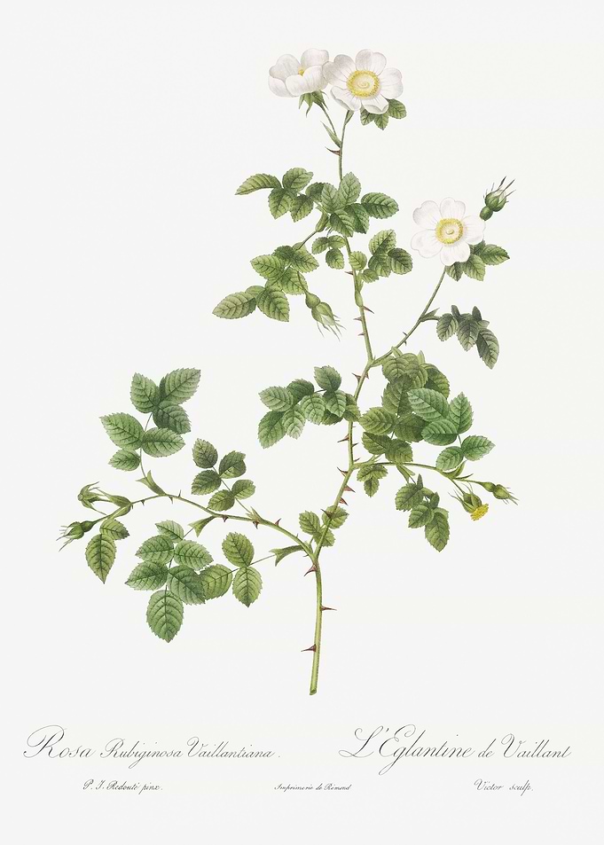 White Sweetbriar Rose