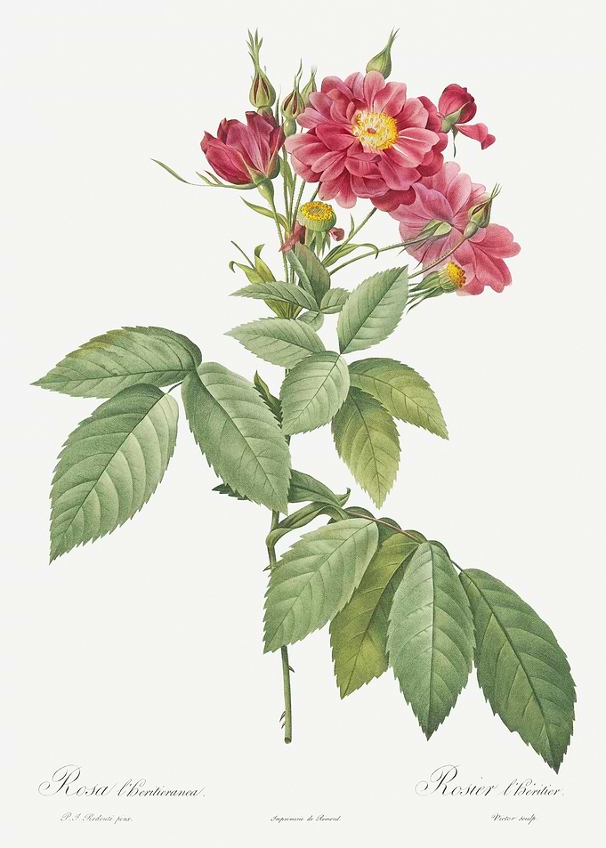 Vintage Borsault Rose