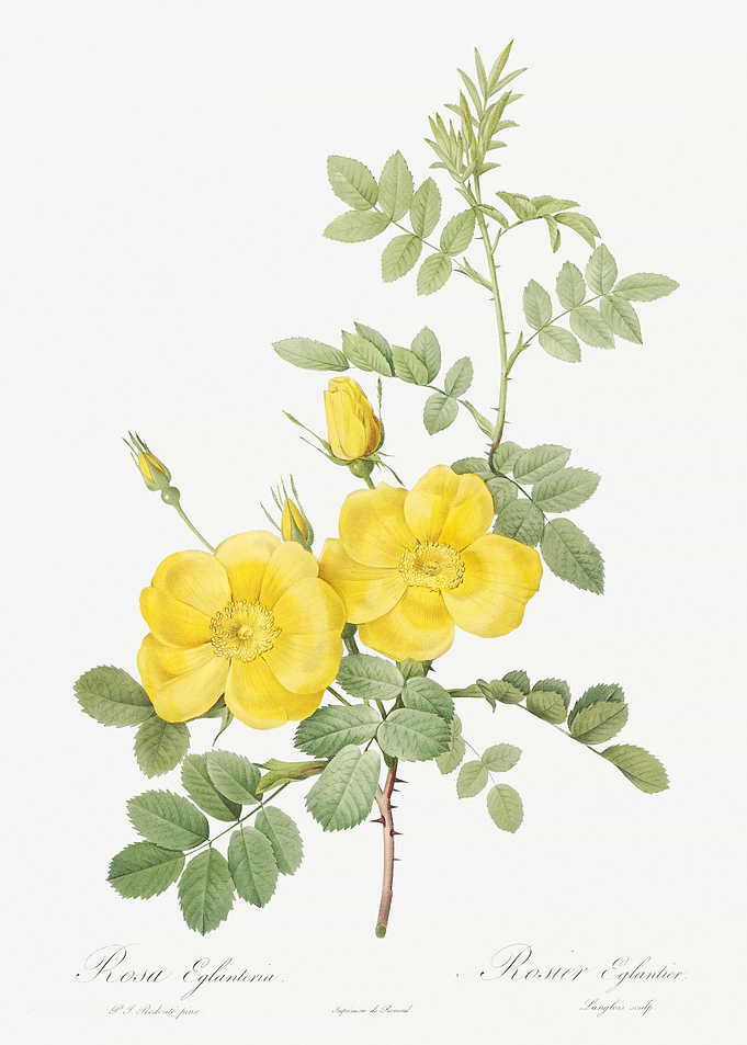 Yellow Sweetbriar Roses