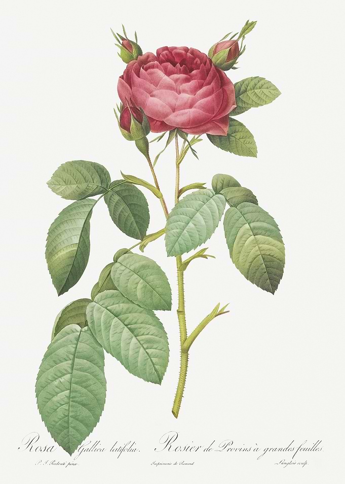 Red Gallic Rose