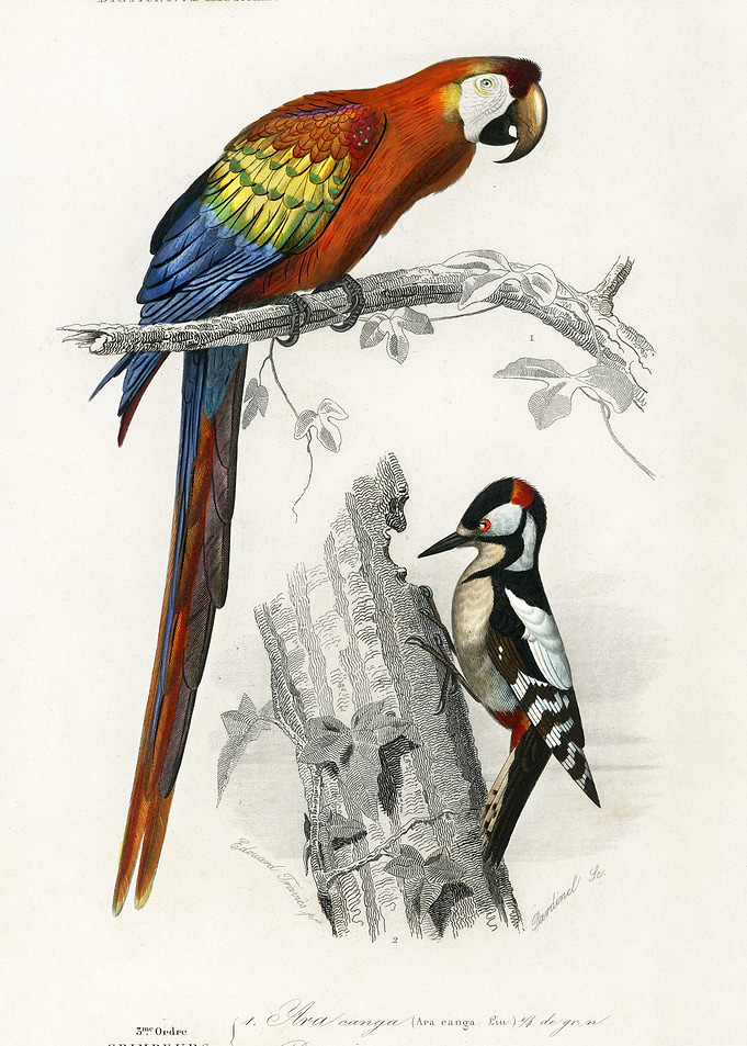 Parrot And Woodpecker