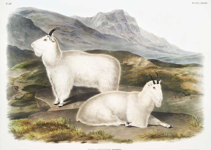 Rocky Mountain Goat Capra