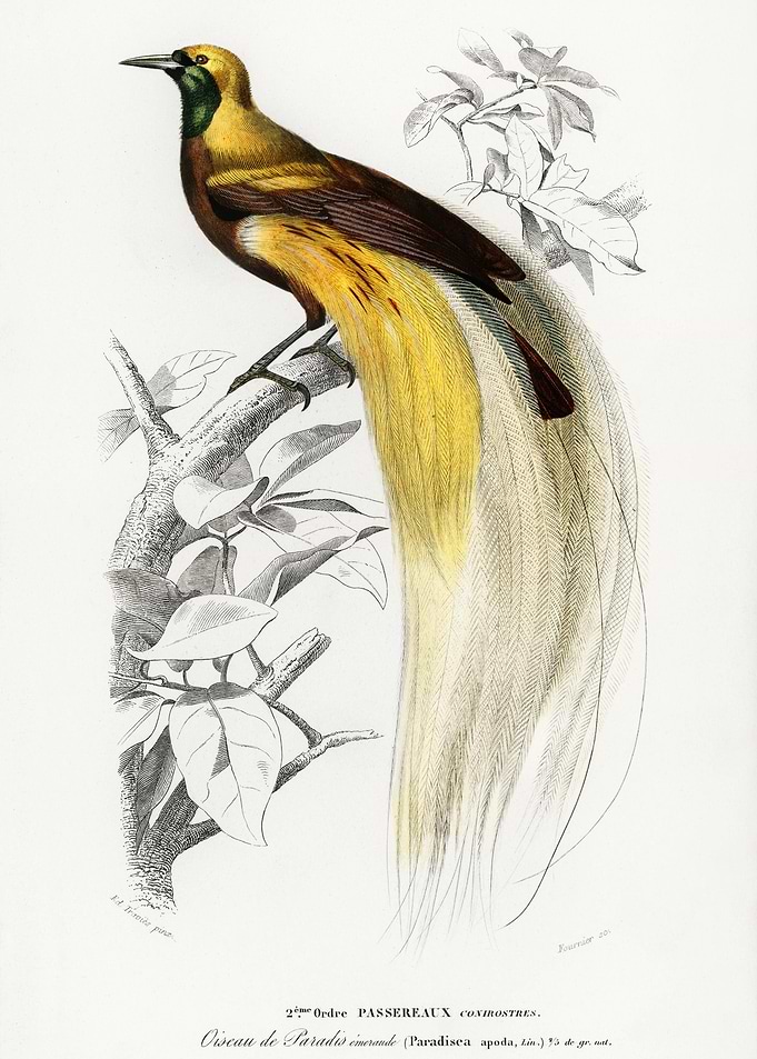 Paradisaea Apoda Bird