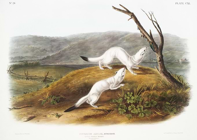 Little Nimble Weasel Putor