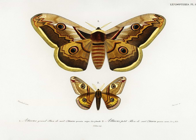 Emporor Moths Illustrated