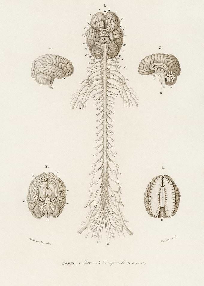 HumanS Brain Illustrated B