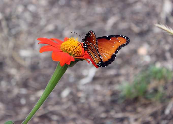 Butterfly 1