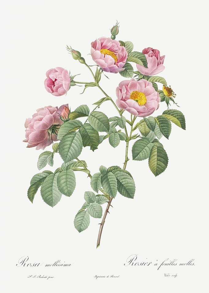 Pink Roses In Bloom