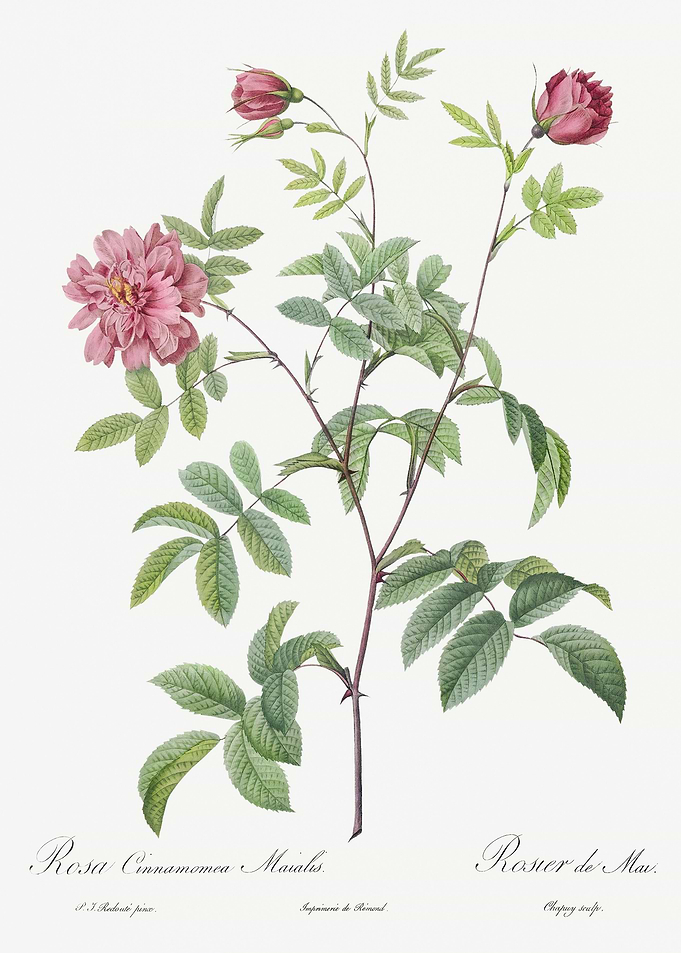 Vintage Cinnamon Rose Post