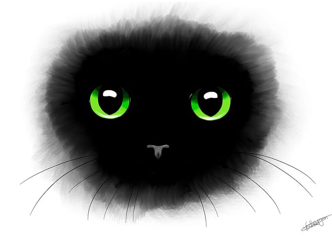 Fluffy Cat
