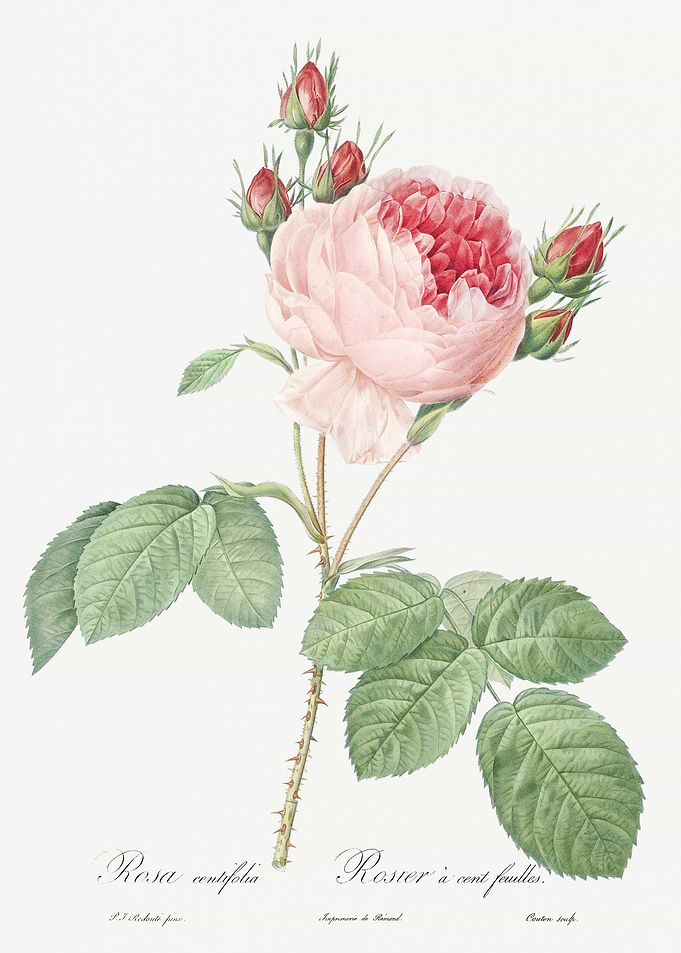 Vintage Provence Rose Draw